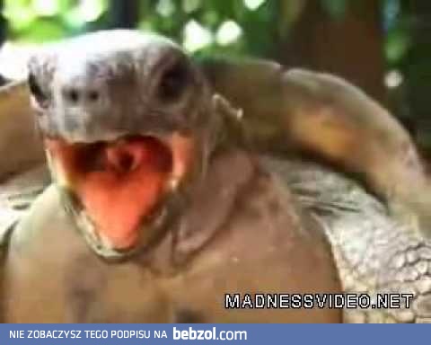 Widzieliście kiedyś orgazm żółwia? 