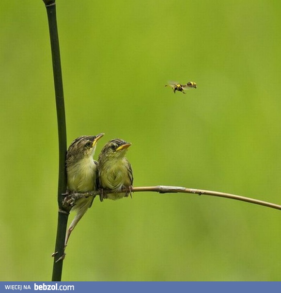 Zamawiałaś obiad do pokoju?