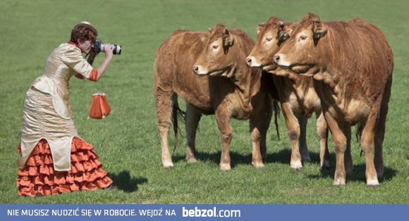 Patrzcie co ta krowa założyła!