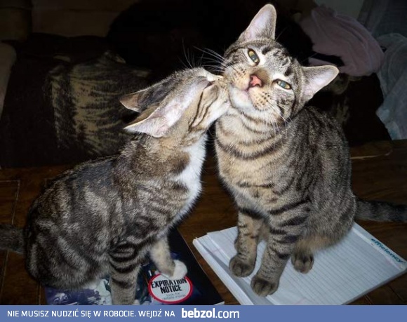 Są powody do mruczenia