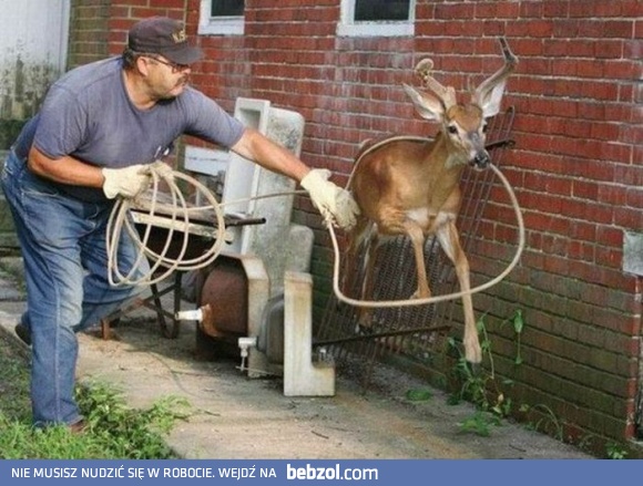 Jak złapać latającego renifera?