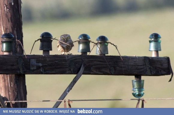 Sówka wtapia się w otoczenie