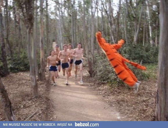 Tygryski lubią brykać