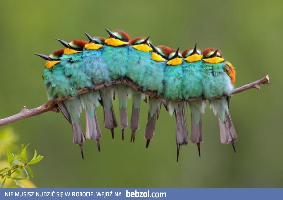 Prawie jak gąsienica