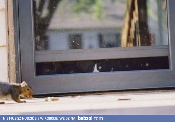 Przynęta wystawiona