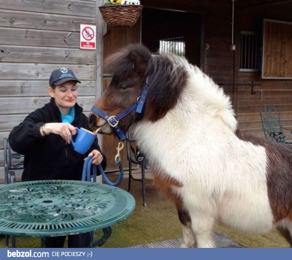 Wyborna kawka milady