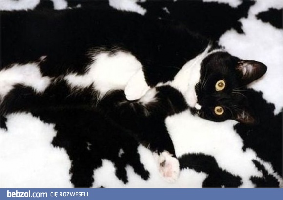 Tu się schowałeś!