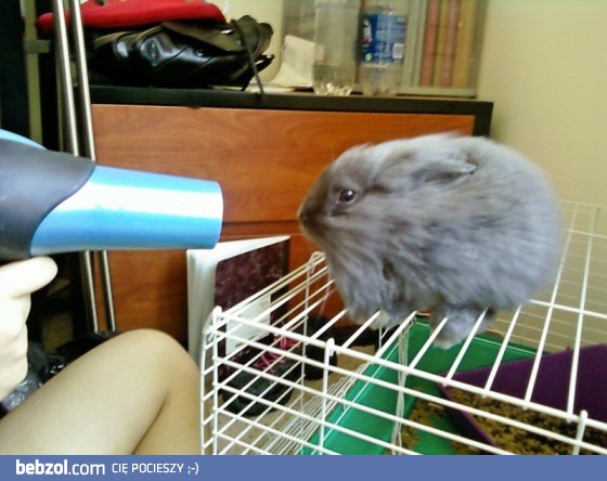 Sekret puszystości odkryty