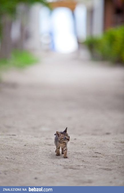 Sam w wielkim świecie