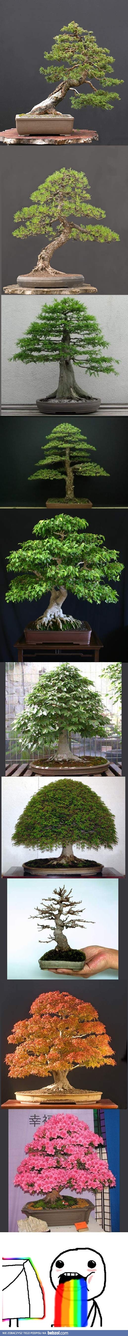 Drzewka bonsai