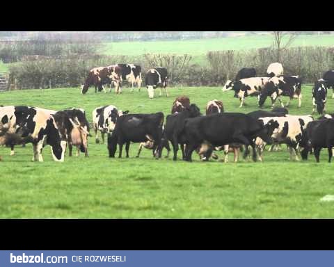 Gdybym przesiedział całą zimę też bym tak tańczył