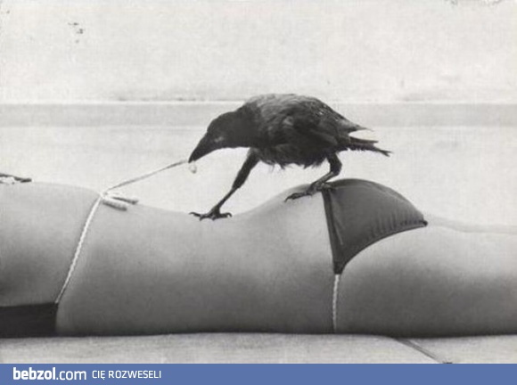 Ptaszkowi zawsze tylko jedno w głowie