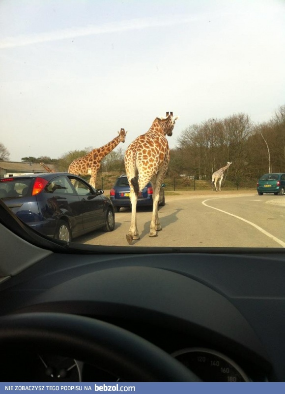 Na dziś zapowiadają się dłuuuugie korki