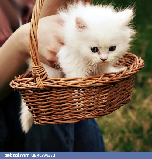 Zabierz kociaka na spacerek