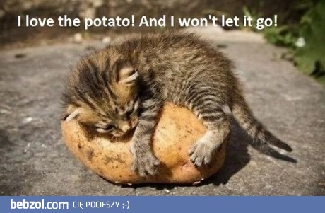 Kocham mojego ziemniaczka, nie oddam!
