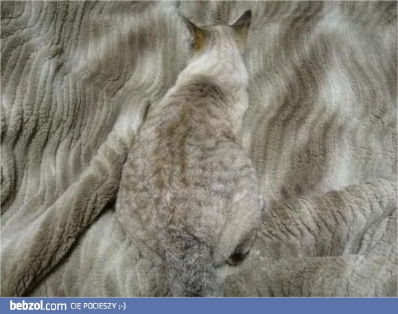 Odszukaj wszystkie koty