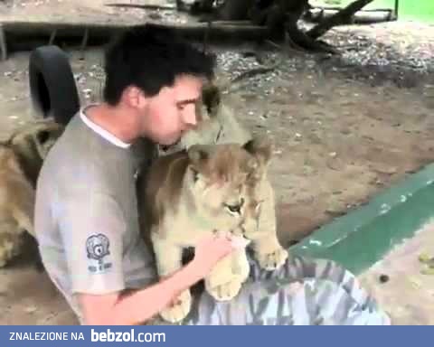 Atak lwów na człowieka