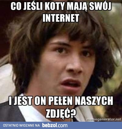 Koci internet?