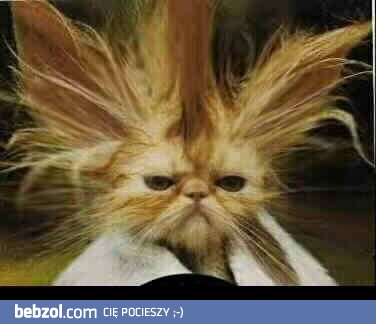 Wiatr zawsze psuje fryzurę