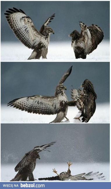 This...is...SPARTA!!!