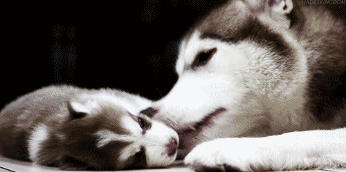 Husky są najsłodsze!