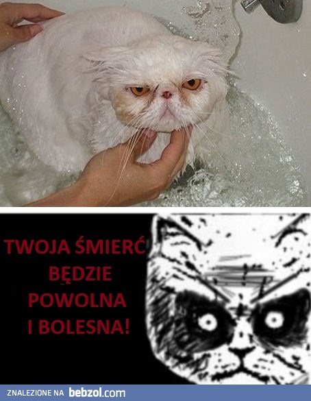 Po prostu koteczek