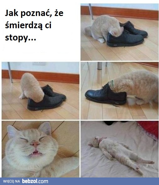 Kot prawdę ci powie