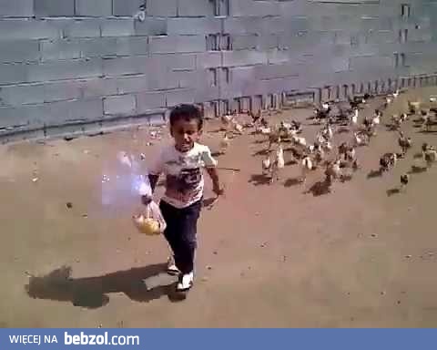 Krwiożercze kurczaki atakują