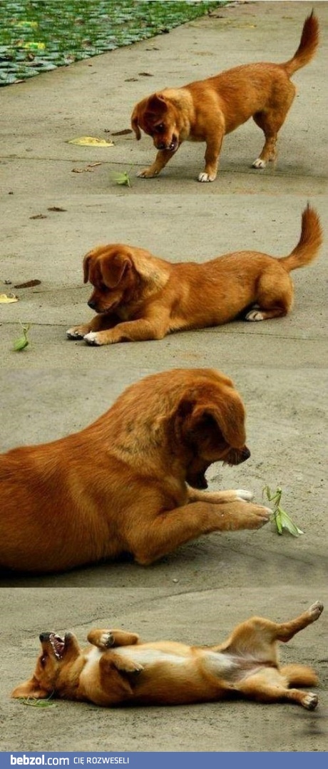 Po prostu szczeniaczek