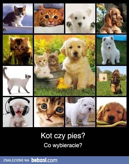 Kot a pies