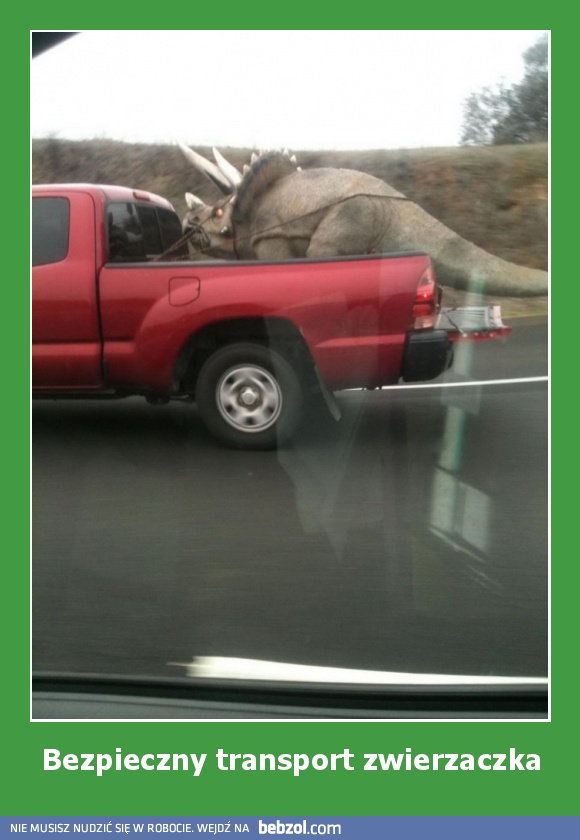 Bezpieczny transport zwierzaczka