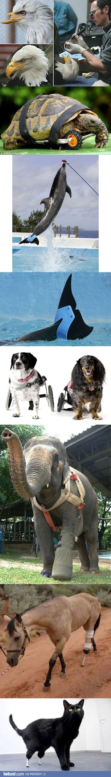 Z miłości do zwierząt można zdziałać cuda