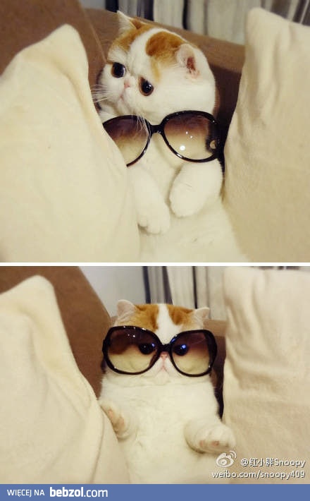 Czy to jakaś gwiazda filmowa?