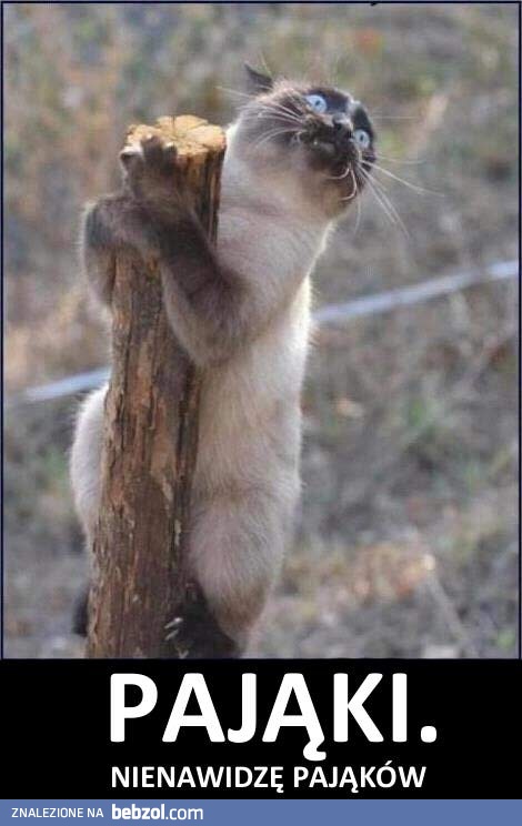 Pająki!