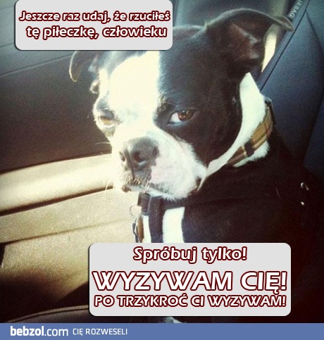 Piesek stracił cierpliwość