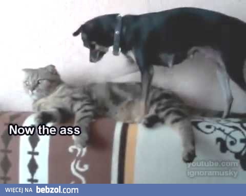 Kot i jego niewolnik