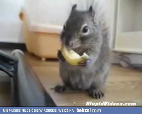 Mały smakosz cytryny 