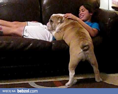 Bulgot angielski włazi na kanapę