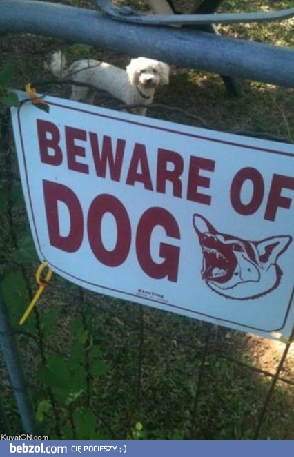 Z Pimpkiem lepiej nie zadzierać