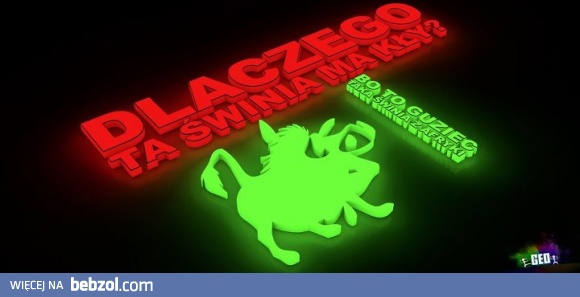 Dlaczego ta świnia ma kły?