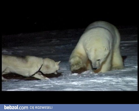 Głupi czy odważny pies?