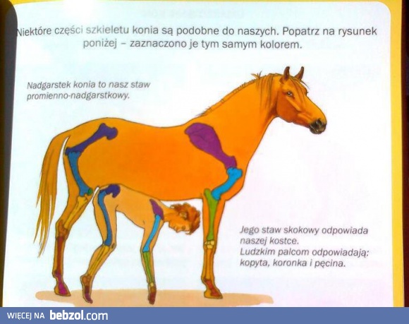 W książce dla dzieci...