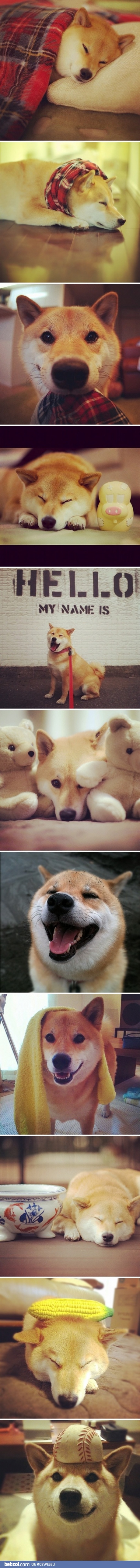 Maru Taro - najpopularniejszy pies Internetu