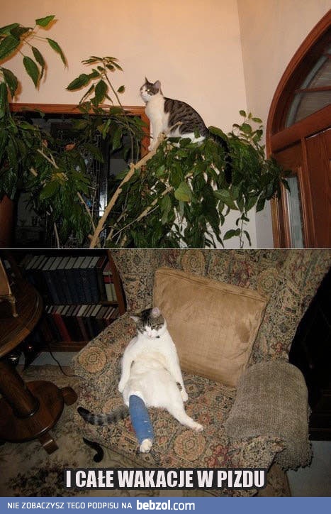 Gdyby kózka nie skakała