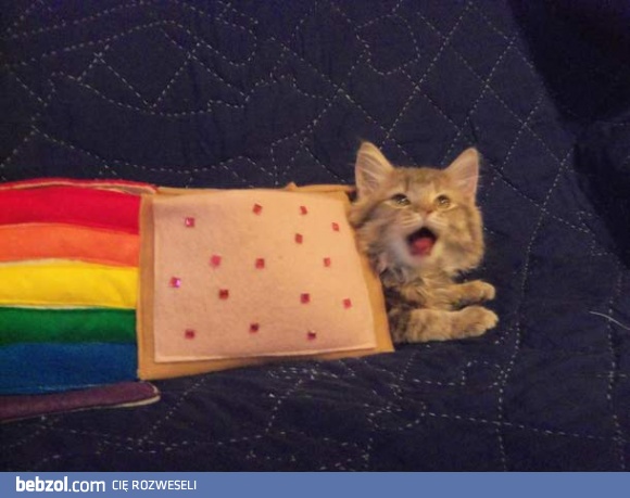Nyan został uchwycony na fotce
