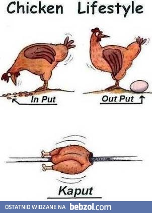 Cykl życia kurczaków