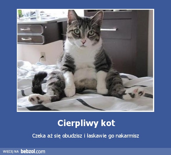 Cierpliwy kot