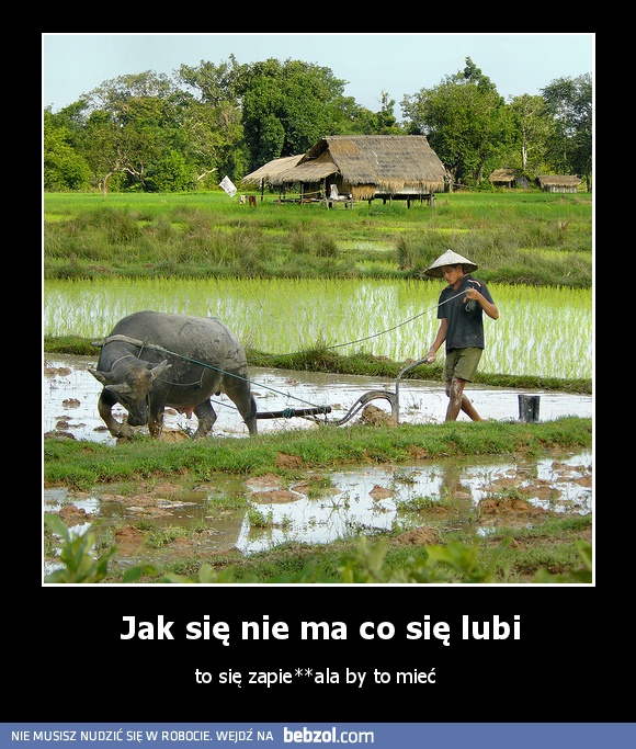 Jak się nie ma co się lubi