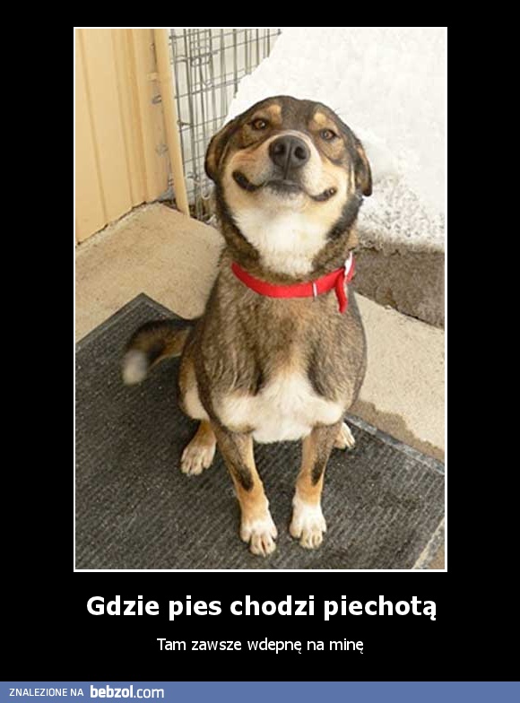 Gdzie pies chodzi piechotą