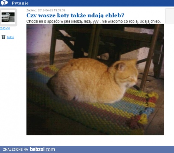 Czy wasze koty też tak robią?